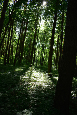 Image-preview_300x200