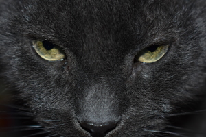 Image-preview_300x200