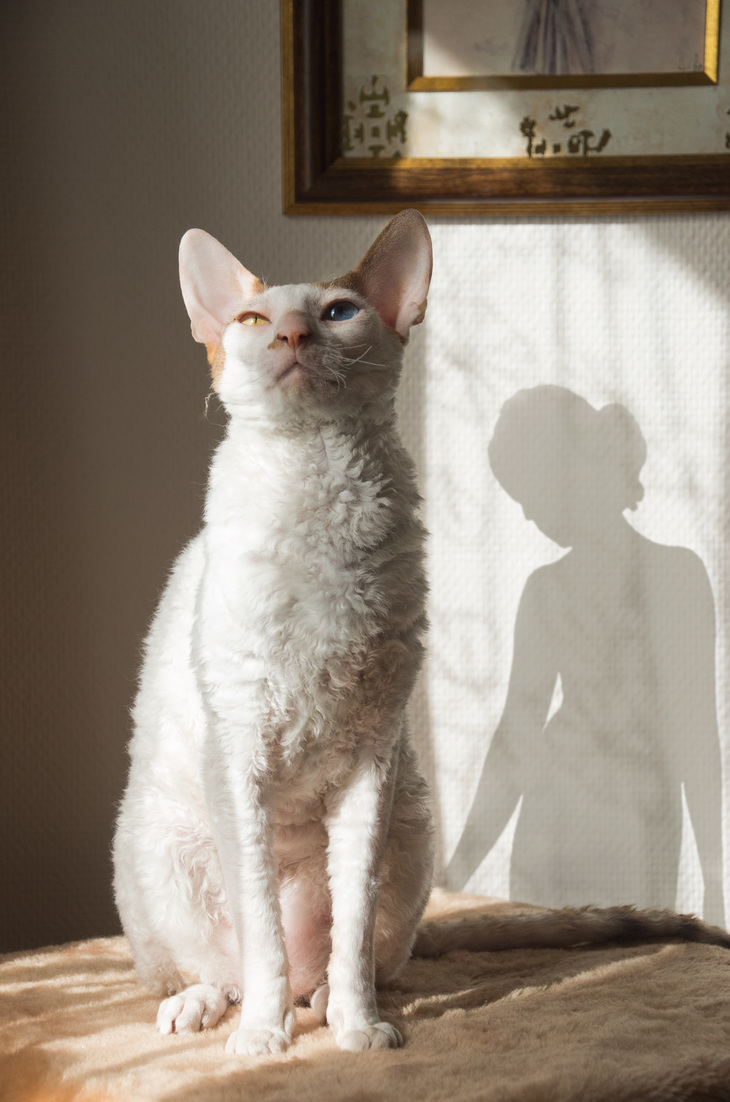 Image-normal
