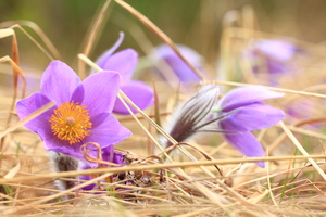 Image-preview_300x200