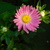 Image-square_50