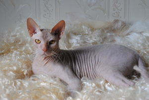 Image-preview_300x200