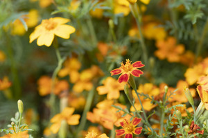 Image-preview_300x200