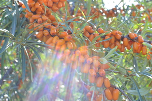 Image-preview_300x200
