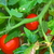 Image-square_50