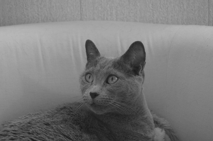 Image-normal