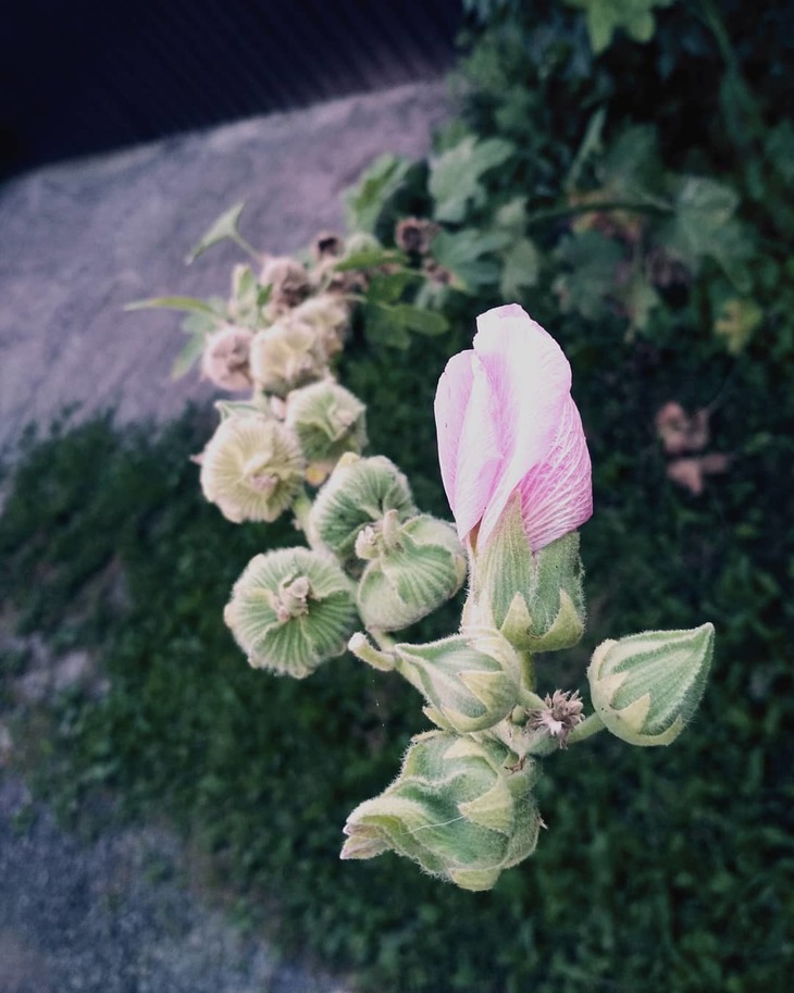 Image-normal