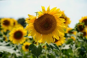 Image-preview_300x200
