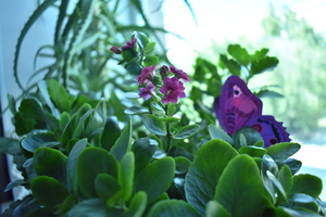 Image-preview_300x200