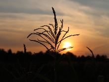 Image-rectangle_220_165