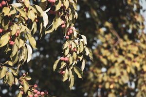 Image-preview_300x200