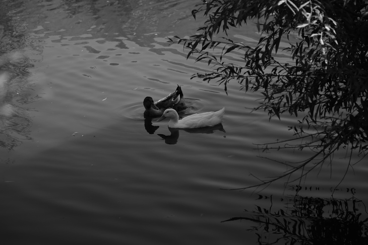 Image-normal