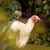 Image-square_50