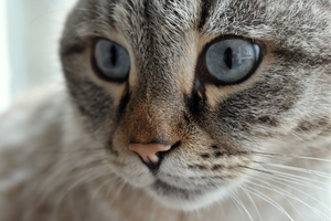 Image-preview_300x200