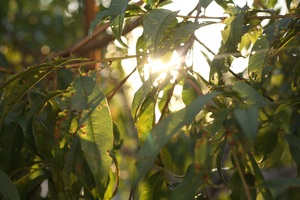 Image-preview_300x200