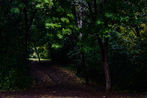 Image-preview_300x200