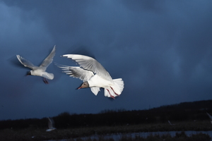 Image-preview_300x200