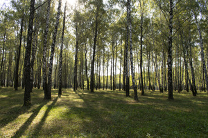 Image-preview_300x200