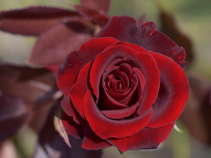Image-preview_300x200