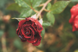 Image-preview_300x200