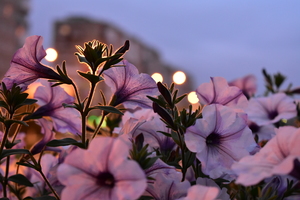 Image-preview_300x200