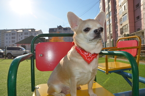 Image-preview_300x200