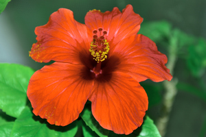 Image-preview_300x200