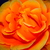 Image-square_50