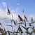 Image-square_50