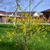 Image-square_50