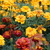 Image-square_50
