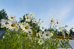 Image-preview_300x200