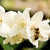 Image-square_50