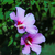 Image-square_50