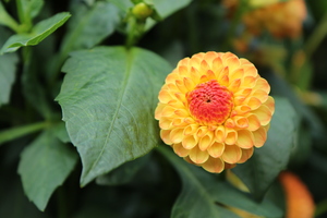 Image-preview_300x200