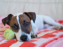 Image-rectangle_220_165