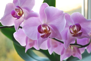 Image-preview_300x200