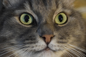 Image-preview_300x200