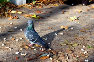 Image-preview_300x200