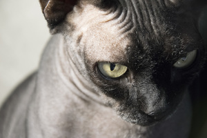 Image-preview_300x200