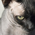 Image-square_50