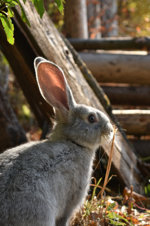 Image-preview_300x200