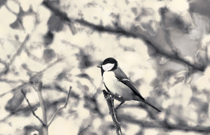 Image-normal