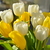 Image-square_50