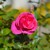 Image-square_50