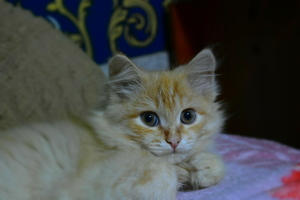 Image-preview_300x200