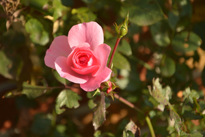 Image-preview_300x200