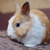 Image-square_50