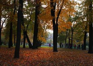 Image-preview_300x200
