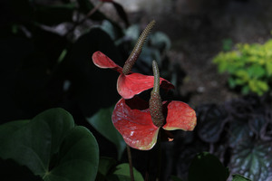 Image-preview_300x200